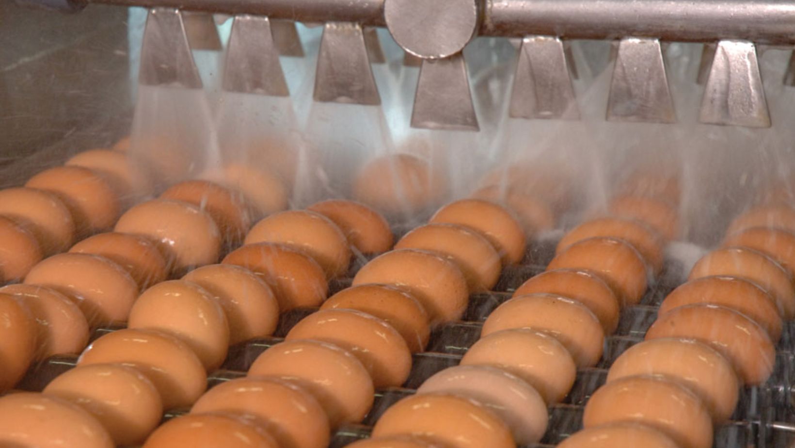 Egg Washing Machine: A Helpful Solution for Egg Business